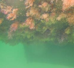 Seaweed forest on Tregoning